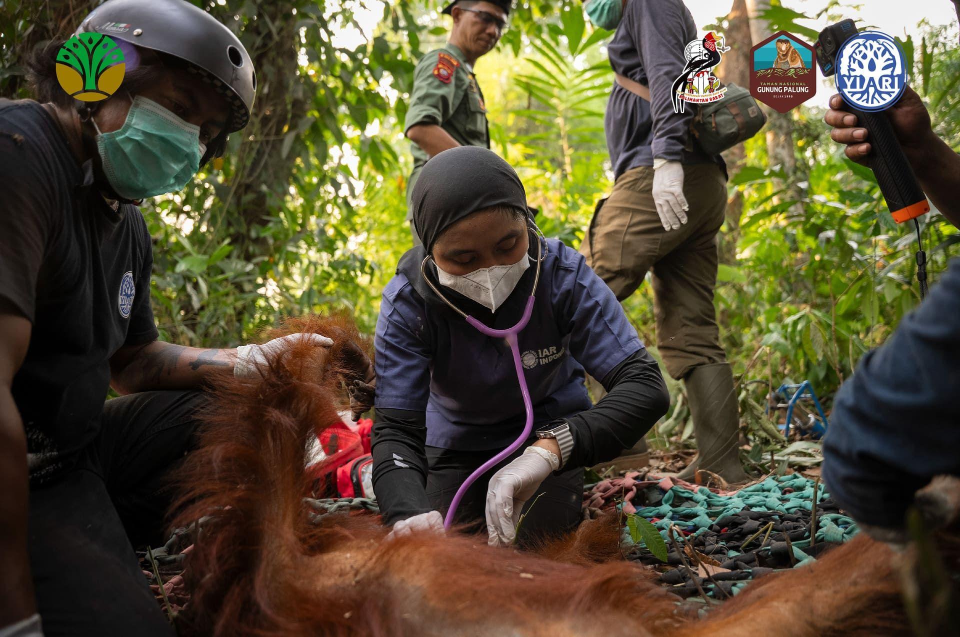kalimantan2.jpg