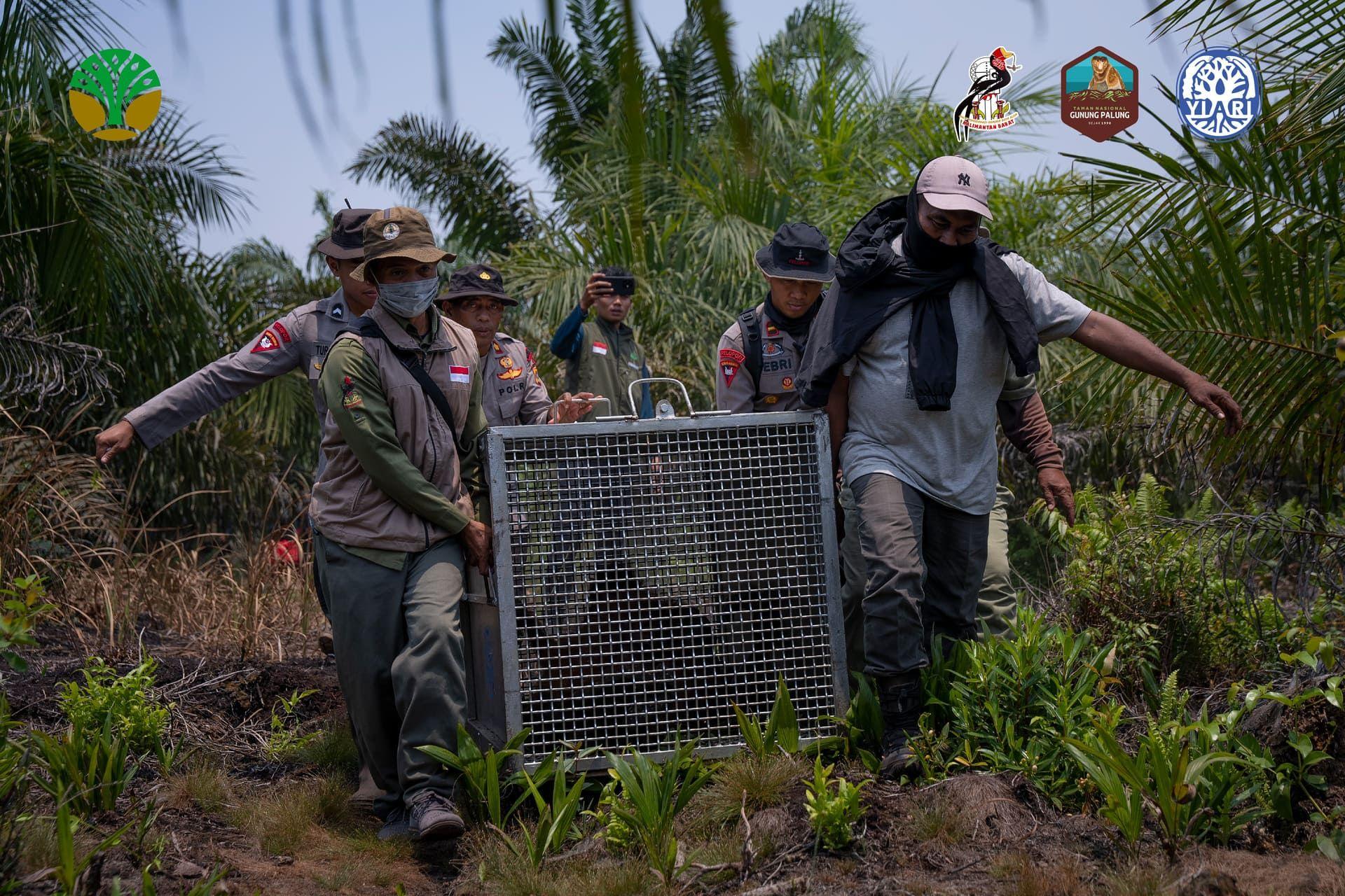 kalimantan3.jpg